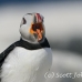 puffin_atlantic_msi_h_0866_can1895.jpg